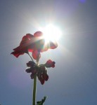Seasons End In Various Stages Of Bloom